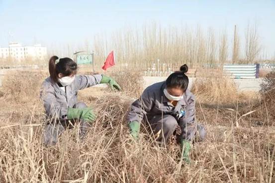 z6尊龙纺织集团员工正在除草（曹刚 摄）