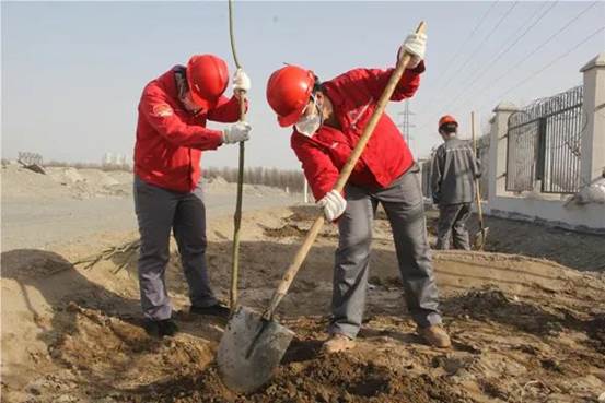 托克逊能化植树绿化现。ɡ钐煜 摄）